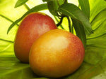 Delicious Mango